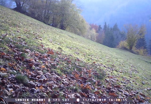 Field