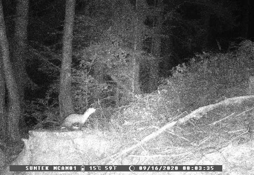 Weasel